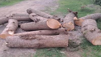 دستگیری عامل قطع درختان هیرکانی در نور
