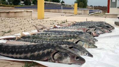 خاویار لرستان در مسیر جهانی‌شدن
