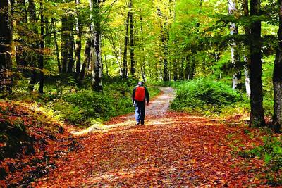  چرا پیاده‌روی در پاییز بهترین دارو برای جسم و روح است؟