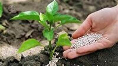 تامین و تدارک ۷ هزار و ۲۳۶ تن انواع کود‌های کشاورزی به کشاورزان استان زنجان