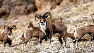  پستانداران شاخص استان مرکزی سرشماری پاییزه می‌شوند/ احتمال سرشماری هوشمند