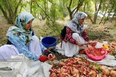  برداشت نوبرانه انار در گیلان آغاز شد