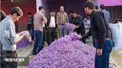  آغاز فعالیت روستا بازار خرید و فروش گل زعفران در فاروج
