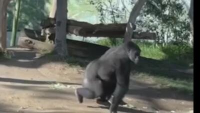  برخورد شدید گوریل با شیشه باغ‌وحش