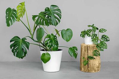  برگ انجیری؛ گیاهی محبوب با نگهداری آسان برای آپارتمان