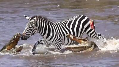  شکار بچه گورخر توسط تمساح در حال عبور از رودخانه (فیلم)