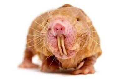  اسرار موجودی کور و زشت که پیر نمی‌شود!