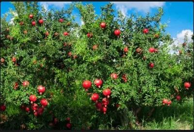  آغاز برداشت نوبرانه انار در گیلان