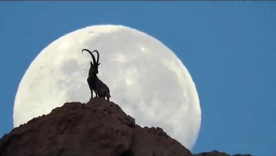 ببینید /  ثبت تصویری شاهکار از بز کوهی و ماه در بوشهر