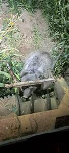  یک خرس قهوه‌ای در برخورد با کمباین در سرچهان تلف شد