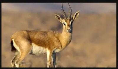  موفقیت احیای آهوی جبیر در استان بوشهر