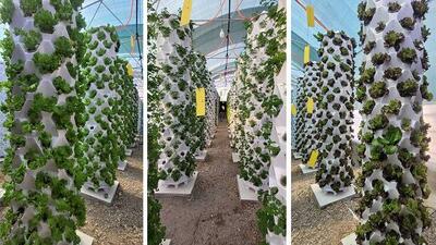  طراحی و ساخت گلخانه پایلوت ایروپونیک عمودی در شرق کشور