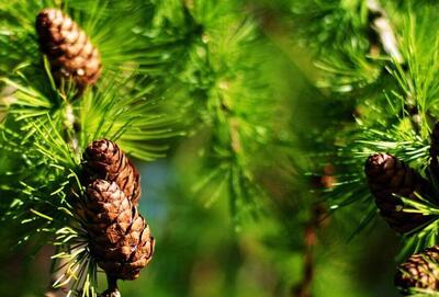  استفاده از برگ‌کاج به عنوان ردیاب زیستی در ریشه یابی گردوغبار شهری