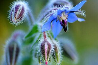 گل خوشرنگ و لعابی که باعث کاهش استرس و اضطراب می‌شود