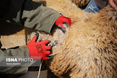  ۷۰ درصد تولیدکنندگان داروهای دامپزشکی کشور در البرز مستقر هستند