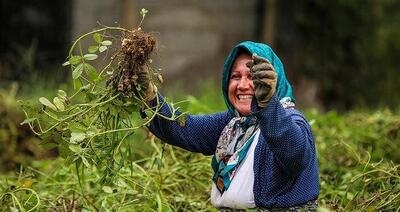  بانوان روستایی سرمایه‌های خاموش توسعه اجتماعی هستند