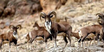  پستانداران شاخص استان مرکزی سرشماری پاییزه می‌شوند/ احتمال انجام سرشماری هوشمند