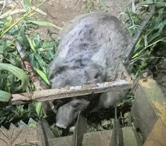  زخمی شدن خرس قهوه‌ای در برخورد با کمباین در شهرستان سرچهان