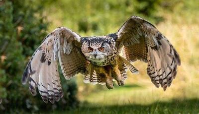  بازگشت شاه‌بوف به آسمان سمنان