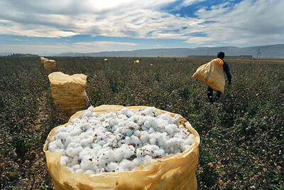  مشکلات پیش‌روی طلای سفید خراسان رضوی