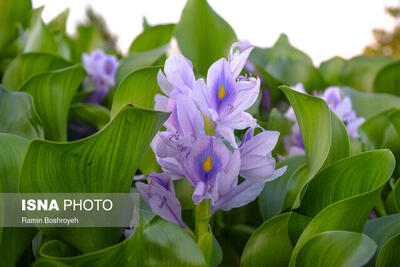  تکثیر سریع و تاثیرات مخرب سنبل آبی ‌بقا و تنوع زیستی تالاب انزلی را به مخاطره انداخته است