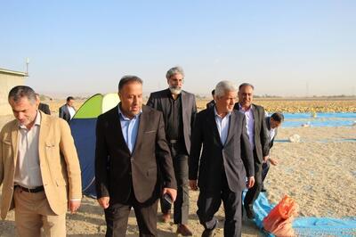  ضرورت ایجاد اتحادیه سراسری سیب‌زمینی در همدان