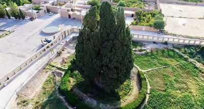  سرو ابرکوه، پس از ۴۵۰۰ سال از تشنگی می‌میرد؟
