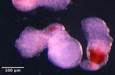  جنین انسان با سلول‌های خونی در آزمایشگاه ساخته شد