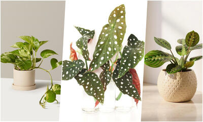  9 گیاهی که برای رشد، به آب ته گلدان نیاز دارند