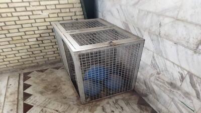 محرومیت نابینایان از تنها سانس تمرینی خود در آستانه روز جهانی عصای سفید - پارس فوتبال