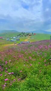  فیلم دیدنی از دشت بنفش گل‌ها در رودبار
