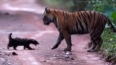  نبرد نفس‌ گیر گورکن عسل‌ خوار و 2 ببر را از دست ندهید / فیلم