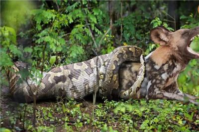  جنگ حیات وحش/ پیتون کله گراز رو یکجا بلعید بعدش تو گلوش گیر میکنه