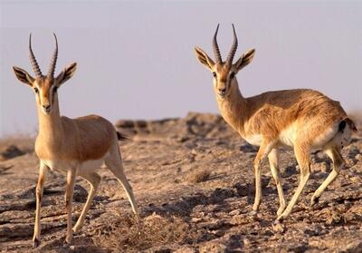 احیای آهوی جبیر در استان بوشهر در راستای حفاظت از گونه‌های در معرض تهدید - تسنیم