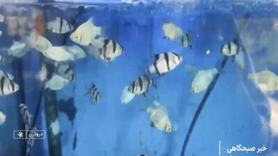  پایش آب سد‌ها با کمک ماهی‌های ببری + فیلم