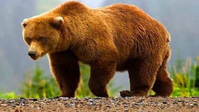  زخمی شدن خرس قهوه‌ای در برخورد با کمباین در سرچهان/ اعزام تیم تخصصی برای درمان حیوان