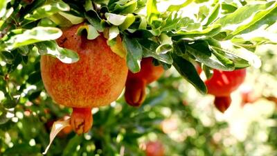  جشنواره انار کوهدشت؛ فرصتی برای معرفی ظرفیت بزرگ استان به کشور