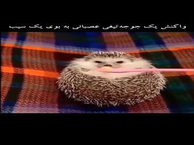  واکنش یک جوجه تیغی عصبانی به بوی سیب