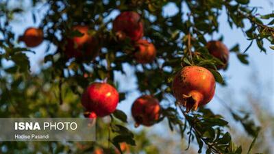  انار اردستان ظرفیت برندسازی ملی را دارد