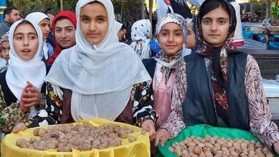  آغاز پنجمین جشنواره ملی گردو در سهرورد؛ جشن طعم، فرهنگ و طبیعت