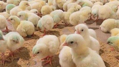  راهکارهای مدیریتی برای بهبود و ارتقای نژاد جوجه گوشتی ملی