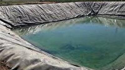 نجات خرس و روباه از استخرهای کشاورزی شهرستان شاهرود