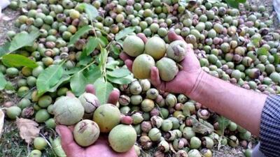  تفرش رتبه سوم تولید گردو در استان مرکزی است
