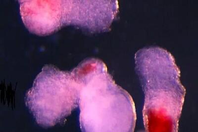  دانشمندان خون انسان را در آزمایشگاه ساختند