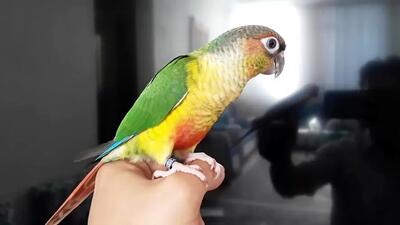  گلچین صدای طوطی گرینچیک نر و ماده !