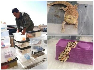  کشف ۱۶ خزنده قاچاق در پرند توسط مأموران محیط زیست رباط‌ کریم