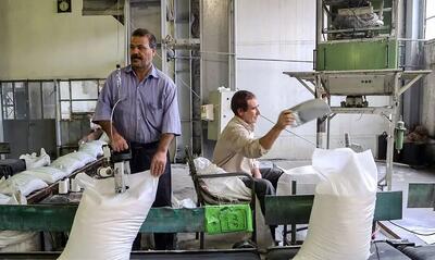  تولید شبانه‌روزی ۷۰۰ تن شکر سفید در کارخانه قند خوی/ثبت رکوردی بی‌سابقه در صنعت قند کشور