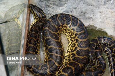  برخورد قانونی با زنده‌گیران مارهای طالقان/آموزش محیط‌بانان برای مقابله با مارگزیدگی