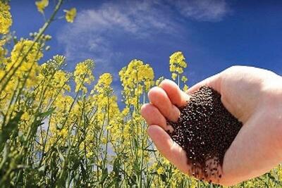 خرید ۲۰ هزار تن دانه روغنی از کشاورزان لرستانی