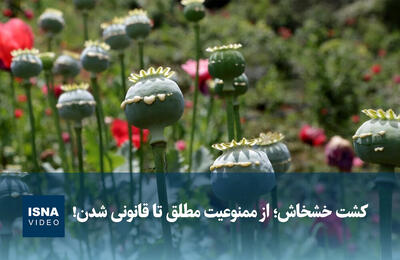 ویدیو/ کشت خشخاش؛ از ممنوعیت مطلق تا قانونی شدن!